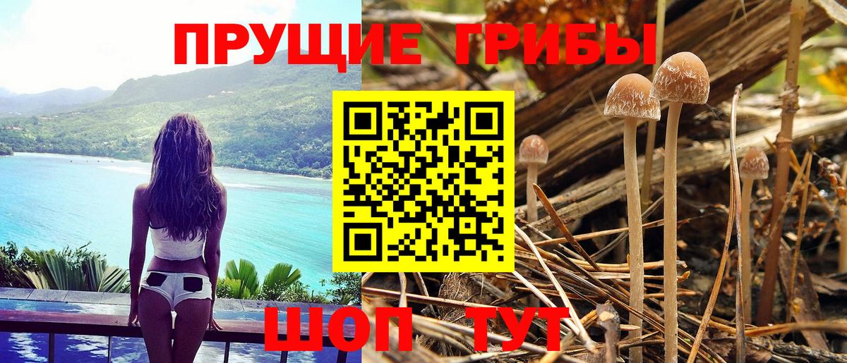 купить наркотики сайты  Галлюциногенные грибы Psilocybine cubensis  Вход с VPN  Псилоцибиновые грибы ЛСД  Анжеро-Судженск 